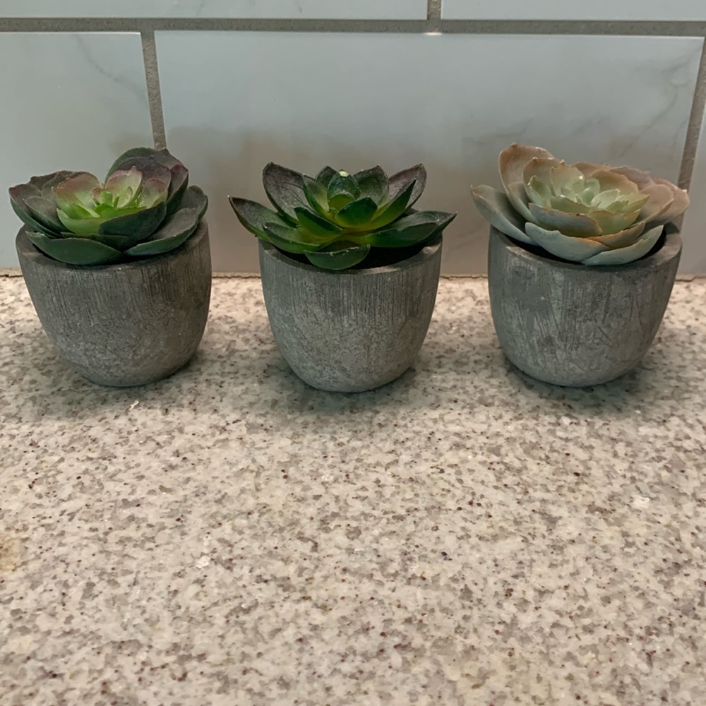 Succulent set of 3